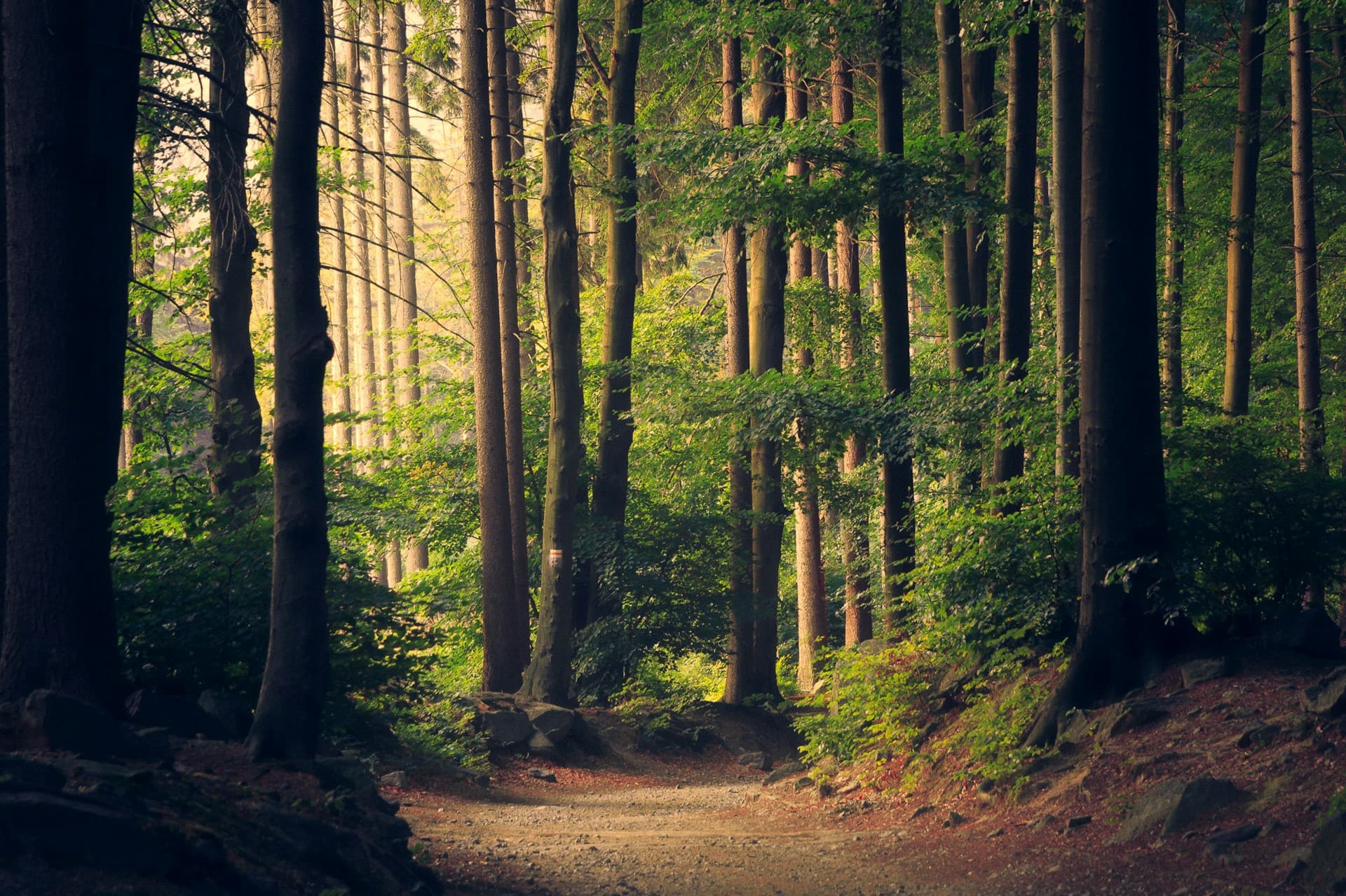 Sunlit forest path representing GreenEarth's environmental mission
